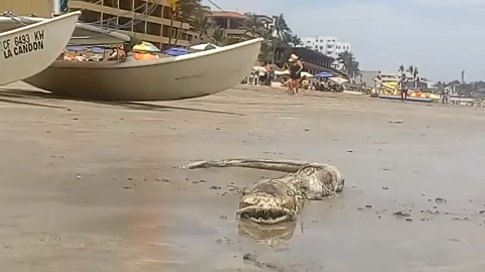 Moře v Mexiku vyplavilo podivného živočicha